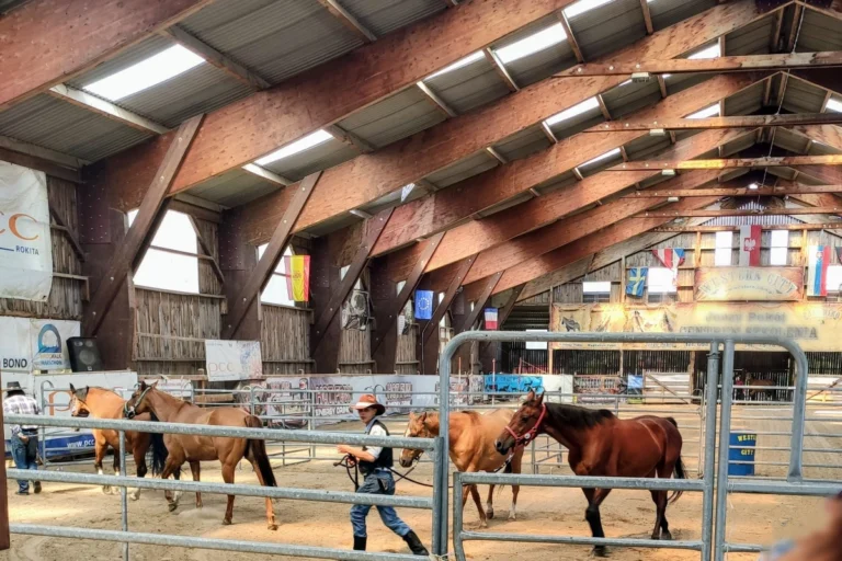 Trenerzy HorseSense razem z końmi w hale treningowej